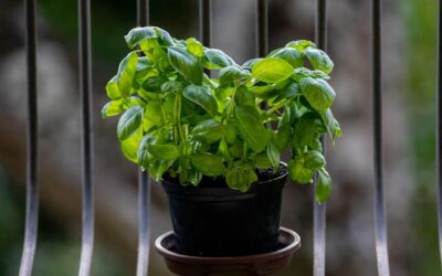 Bazylia w doniczce jaka ziemia sprawdzi się najlepiej?