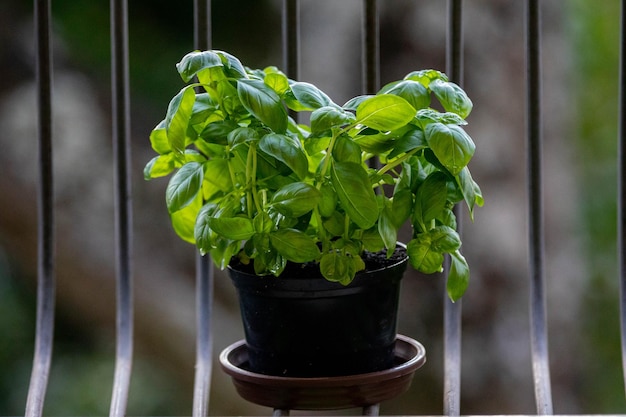 Bazylia w doniczce jaka ziemia sprawdzi się najlepiej?