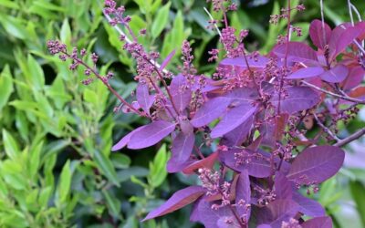 Co to jest szałwia hiszpańska i do czego się ją wykorzystuje?