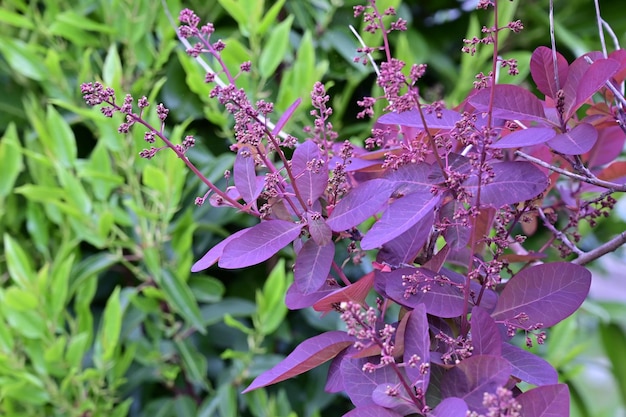 Co to jest szałwia hiszpańska i do czego się ją wykorzystuje?