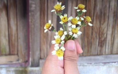 Czy rumianek można pić bez obaw?