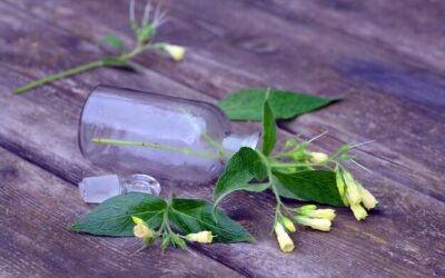 Czy szałwia jest do picia i kiedy warto po nią sięgnąć?