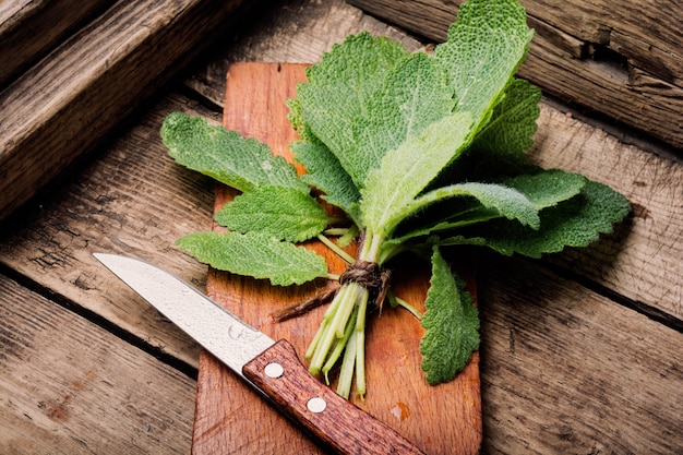 Czy szałwia jest legalna w Polsce?