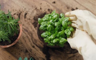 Jak hodować bazylię w kuchni, by zawsze była pod ręką?