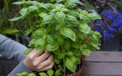 Jak kwitnie bazylia i co to oznacza dla Twojej uprawy?