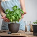 Jak przesadzić bazylię, by dobrze się przyjęła?