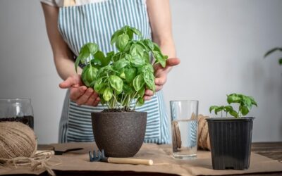Jak przesadzić bazylię, by dobrze się przyjęła?