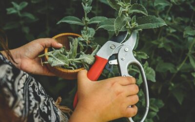 Jak przycinać szałwię omszoną, aby pięknie rosła?