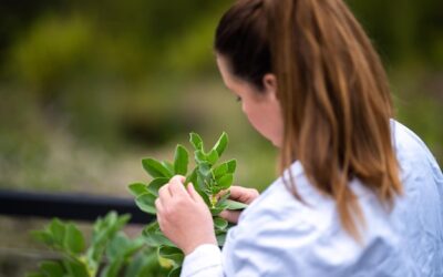 Jak rozmnożyć szałwię omszoną w przydomowym ogrodzie?