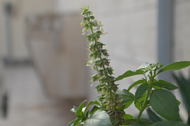 Jak wygląda kwiat szałwii i czym się wyróżnia?