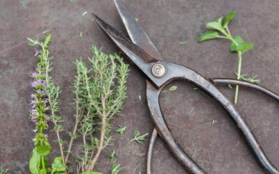 Kiedy ciąć szałwię, by cieszyć się bujnym zbiorem?