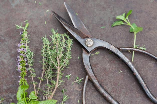 Kiedy ciąć szałwię, by cieszyć się bujnym zbiorem?