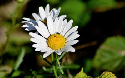 Kiedy pić rumianek, żeby najlepiej działał?