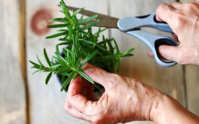 Kiedy przycinać szałwię lekarską, aby bujnie rosła?