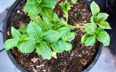Kiedy sadzić szałwię, aby dobrze się przyjęła?
