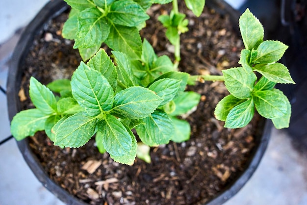 Kiedy sadzić szałwię, aby dobrze się przyjęła?