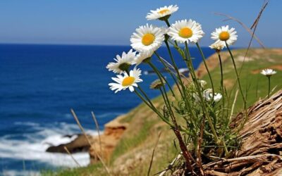 Rumianek ile pić żeby czuć się dobrze?