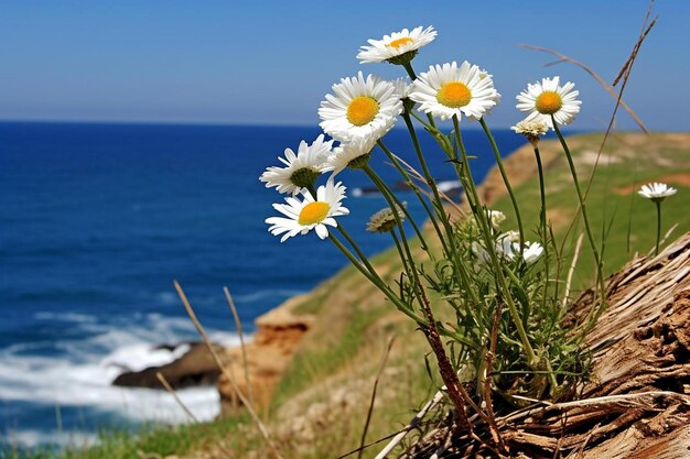 Rumianek ile pić żeby czuć się dobrze?