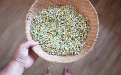 Rumianek jak zbierać, by zachował swoje właściwości?