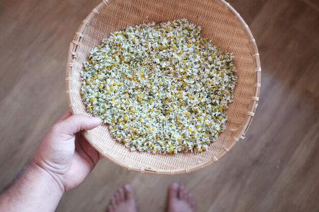 Rumianek jak zbierać, by zachował swoje właściwości?