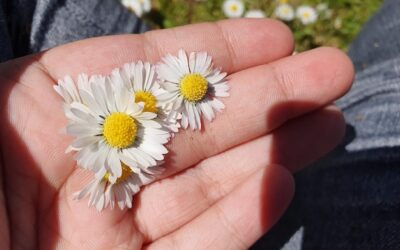Rumianek kiedy siać, aby cieszyć się zdrową rośliną?