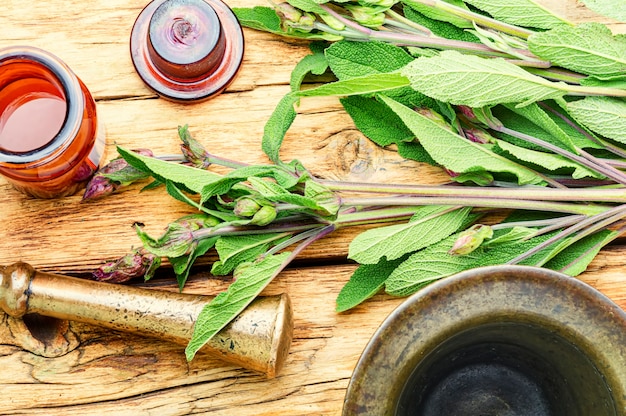 Szałwia jak działa i kiedy warto ją stosować?