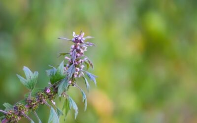 Szałwia omszona czy jest wieloletnia?