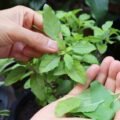 Tulsi jak stosować w codziennej diecie?
