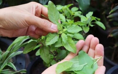 Tulsi jak stosować w codziennej diecie?