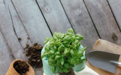 Bazylia kiedy sadzić, aby cieszyć się świeżymi liśćmi przez całe lato?