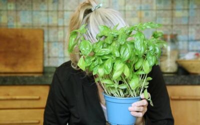 Bazylia kiedy siać by cieszyć się świeżymi liśćmi w kuchni?