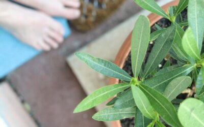 Biała szałwia jak sadzić w ogrodzie czy na balkonie?