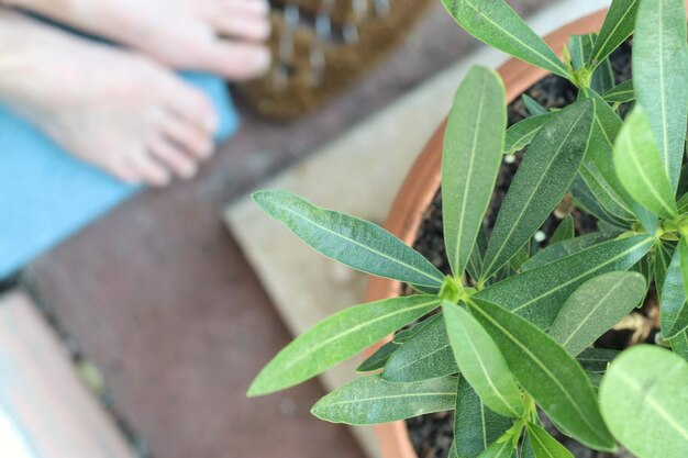 Biała szałwia jak sadzić w ogrodzie czy na balkonie?