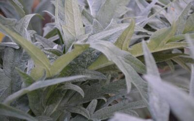 Biała szałwia jak wygląda i czym się wyróżnia?