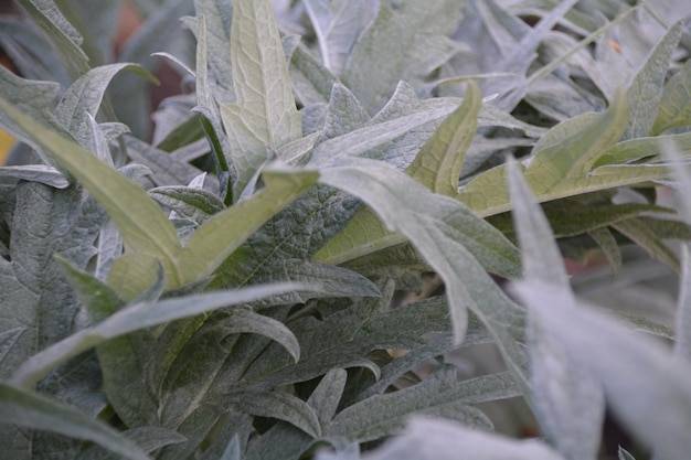 Biała szałwia jak wygląda i czym się wyróżnia?