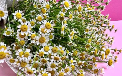 Co leczy rumianek pospolity i kiedy warto po niego sięgnąć?