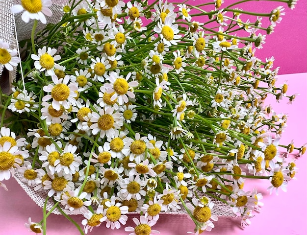 Co leczy rumianek pospolity i kiedy warto po niego sięgnąć?