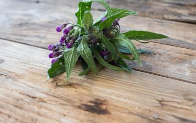 Co robi szałwia lekarska w codziennej pielęgnacji zdrowia?