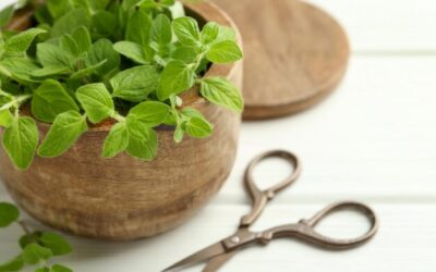 Czy bazylia jest jednoroczna czy może rosnąć dłużej?