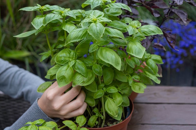 Czy bazylia przezimuje w ogrodzie?