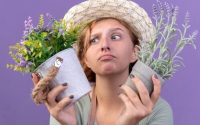 Czy szałwia się rozrasta w ogrodzie?