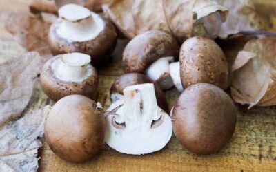 Grzyby shiitake gdzie kupić w Polsce?