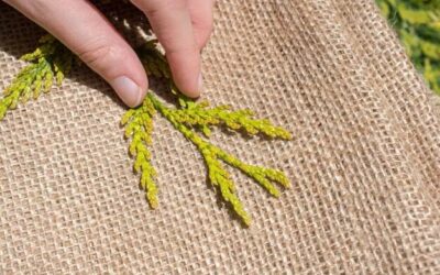 Jak dawkować zielony jęczmień, aby wspierać codzienną dietę?