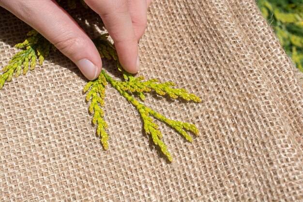 Jak dawkować zielony jęczmień, aby wspierać codzienną dietę?