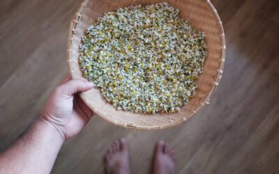 Jak i kiedy zbierać rumianek, aby cieszyć się jego właściwościami?