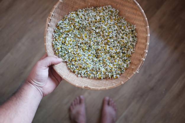 Jak i kiedy zbierać rumianek, aby cieszyć się jego właściwościami?