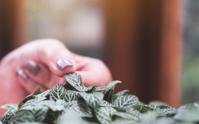 Jak parzyć szałwię, by zachować jej aromat?