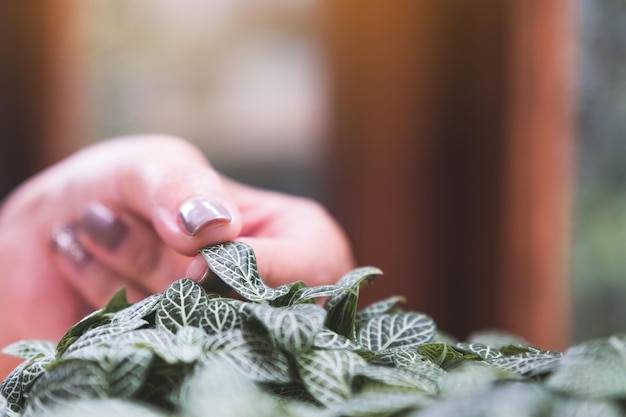 Jak parzyć szałwię, by zachować jej aromat?