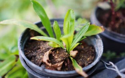 Jak sadzić szałwię omszoną w ogrodzie?