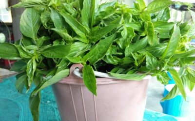 Jak wyhodować bazylię w domu i cieszyć się świeżymi liśćmi?